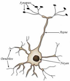 les neurones se connectent au hasard des rencontres