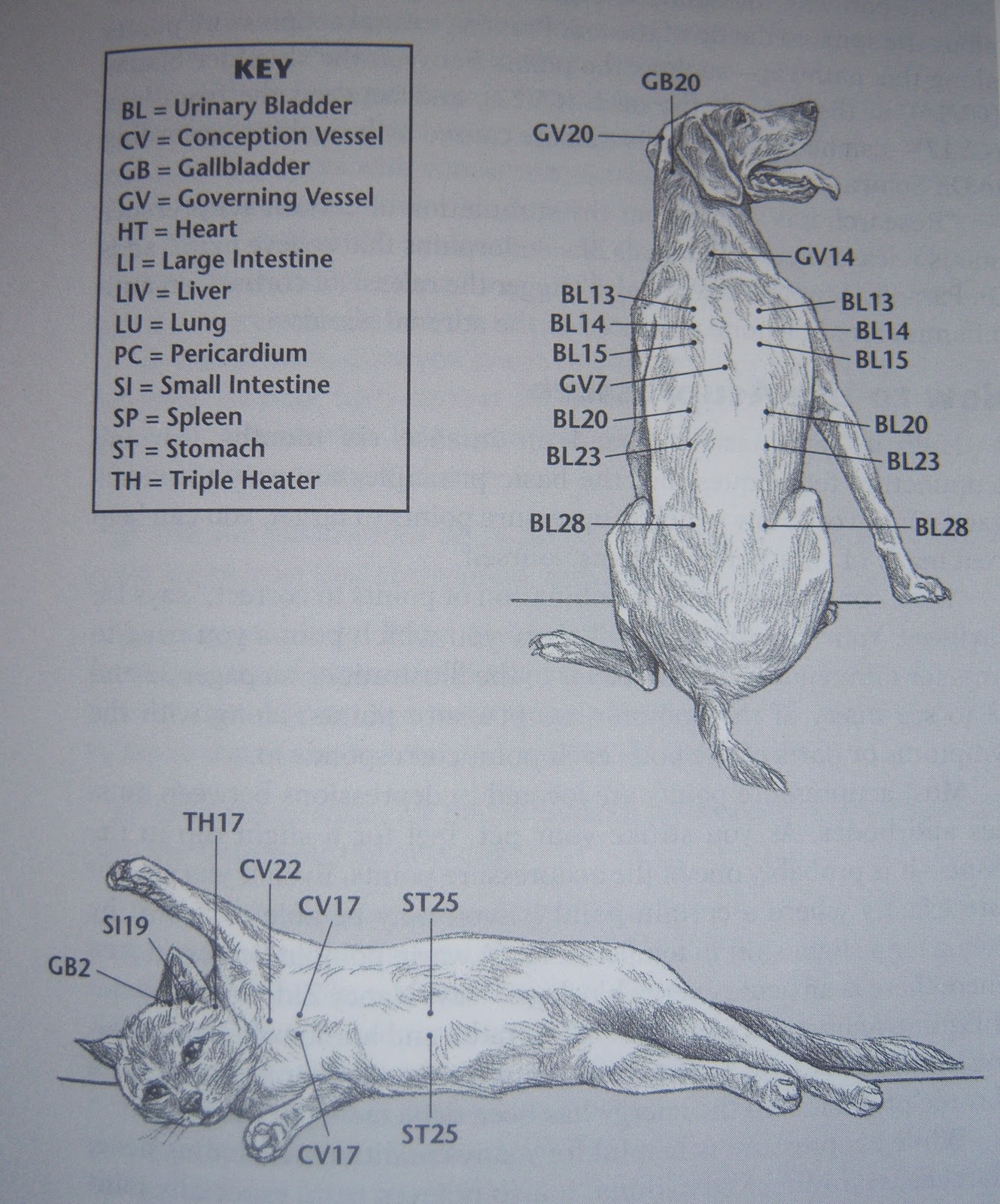 Casper Bear "Life Of A Chocolate Labrador" Acupressure For Hip Dysplasia