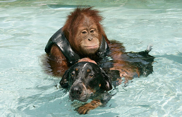 Orangutan And Dog