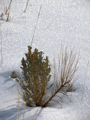 Birdseye Pass Road, Wyoming