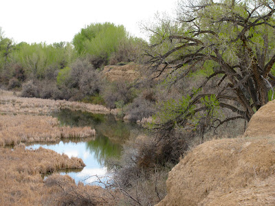 duck swamp, Worland, Wyoming