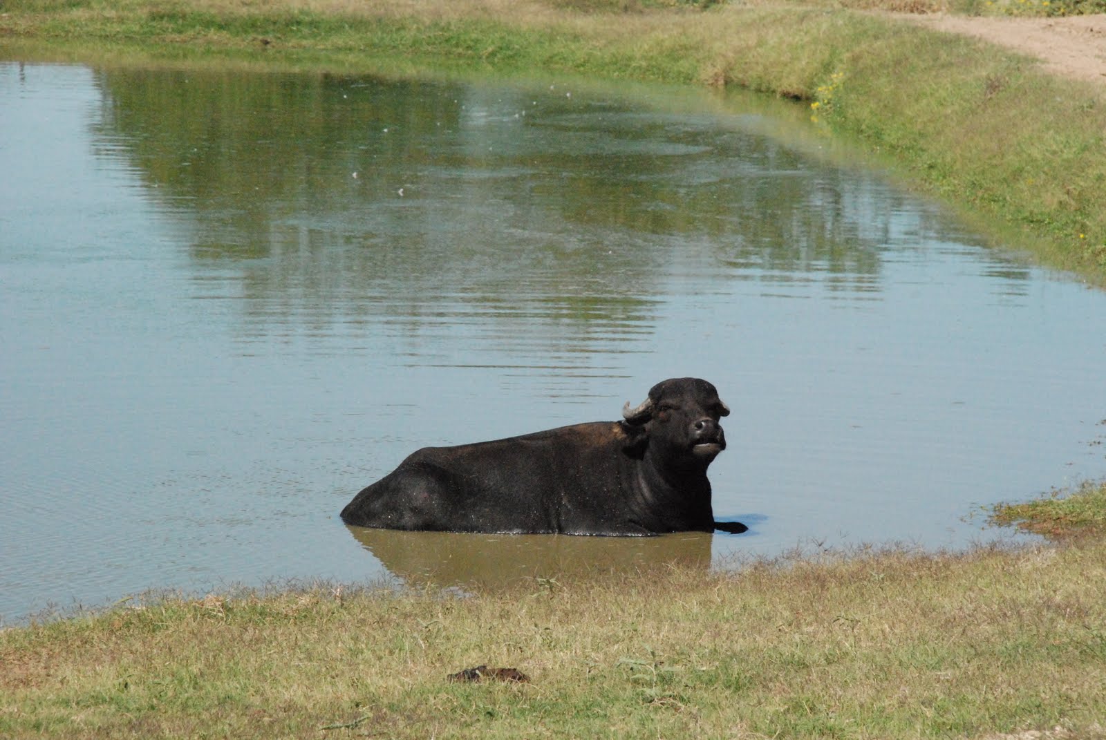 Adams RVing Adventures Arbuckle Wilderness in Davis, Oklahoma
