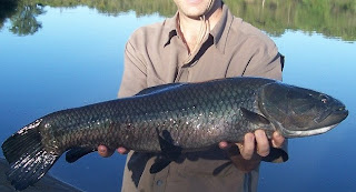 Pesca Pesca