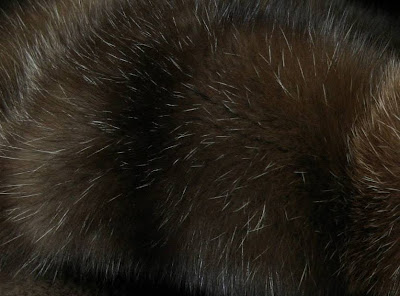 this is a real sable