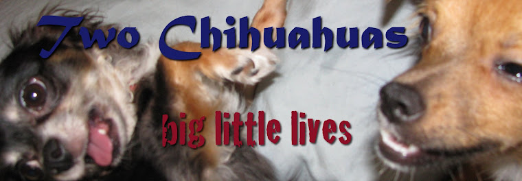 Two Chihuahuas