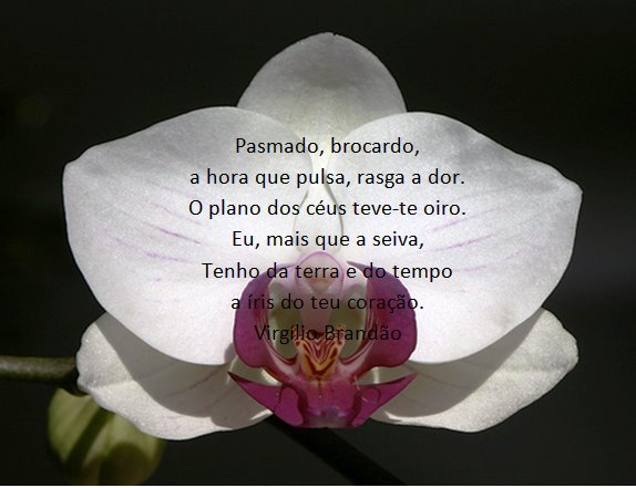 [irisdecorazon.vb.bmp]