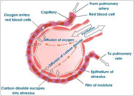 Science4u: TRANSPORT OF OXYGEN IN THE HUMAN BODY