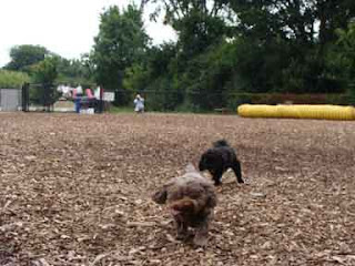 Cookie and Gigi racing