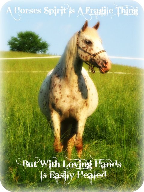 A Horses Spirit Is A Fragile Thing But With Loving Hands Is Easily Healed!
