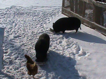 snow pigs