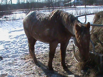 Jitter - Kathy's horse