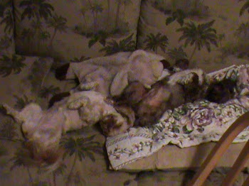 Taz & Gizmo Sleeping