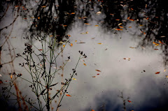 viento