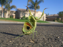 The Happy Mantis.