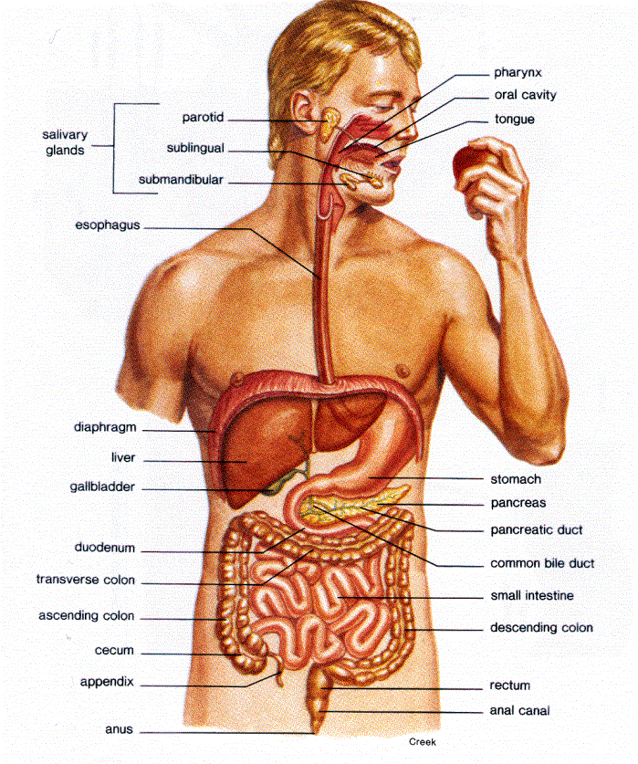 blank digestive system diagram kids. system diagram for kids.