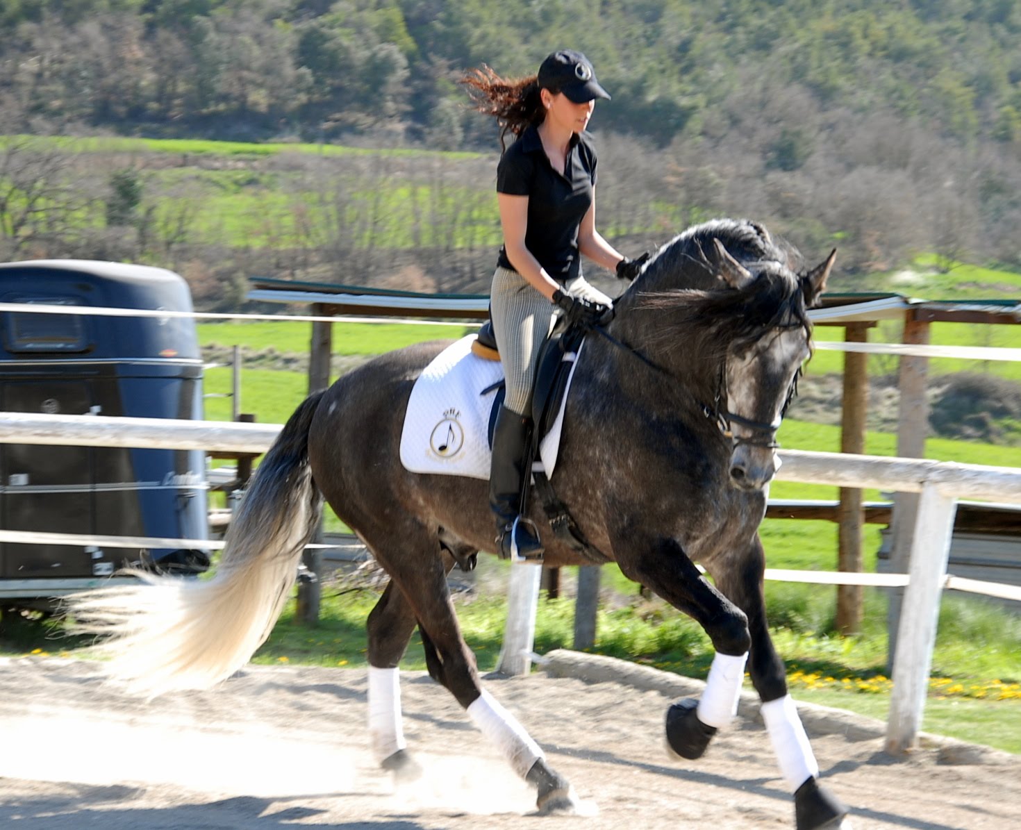 Spanish Horses for sale. Exclusive, Sport, Dressage ...