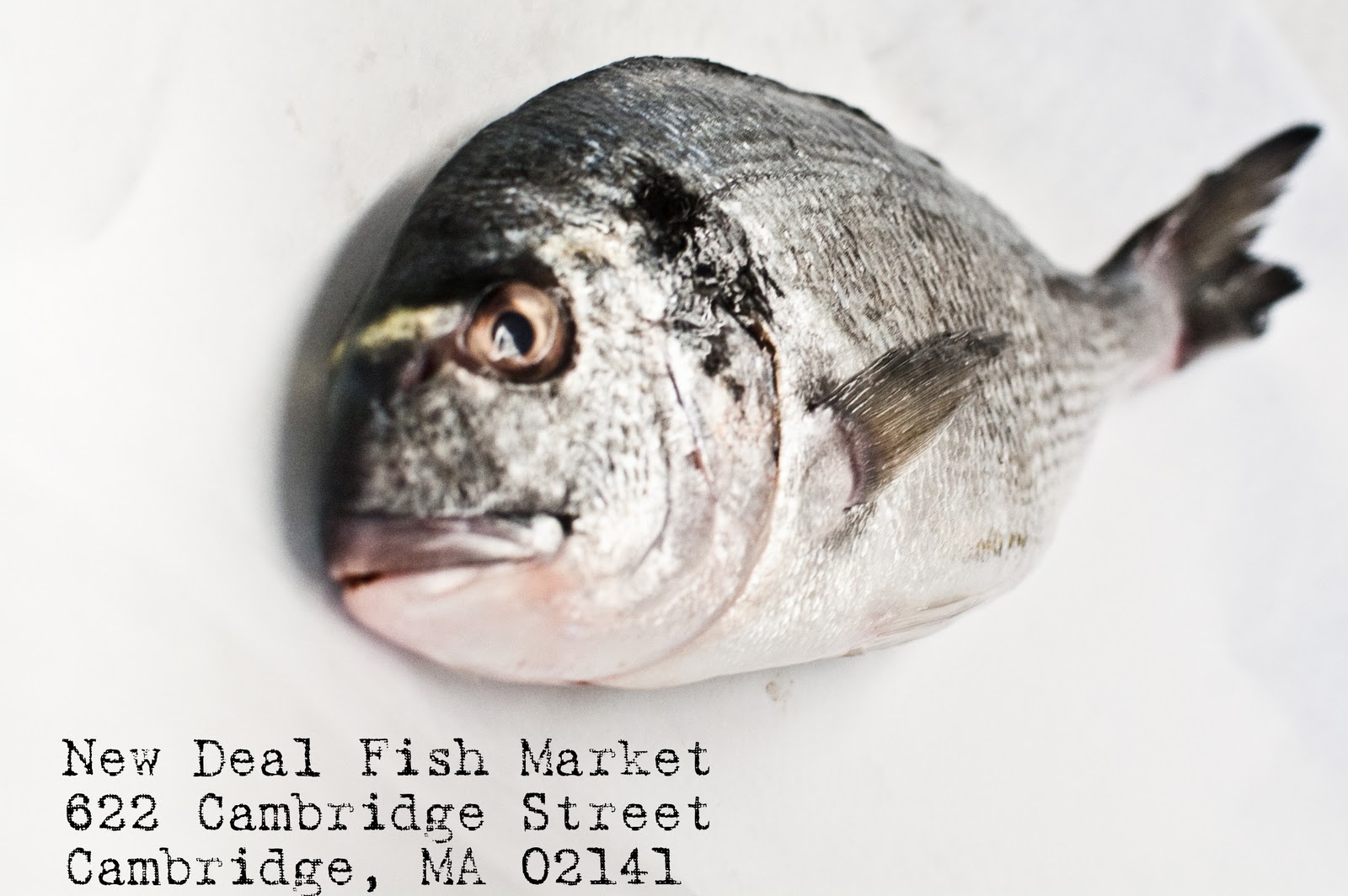 Fork it over, Boston! Whole Sea Bream from New Deal Fish Market