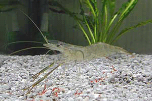 Cara Budidaya UDANG WINDU ( Palaemonidae / Penaeidae )