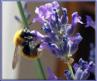 Fiore di Lavanda