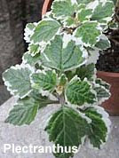 Plectranthus