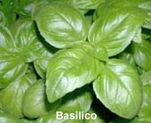 Ocimum basilicum