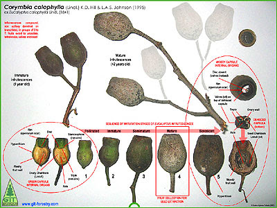 Eucalyptus seed capsules, flower buds, immature seed pods, mature seed pods, senescent seed pods, capsule collection and seed extraction methodology / Semilla de eucalipto, flor de eucalipto, capsulas inmaduras de eucalipto, capsulas maduras de eucalipto, capsulas extramaduras de eucalipto y metodos para cosecha de semilla de eucalipto / Corymbia calophylla seed / Red Flowering Gum Seed / Semilla de eucalipto de flor roja / GIT Forestry Consulting, Consultoria y Servicios de Ingenieria Agroforestal, Lugo, Galicia, Spain, España, Europe, Europa
