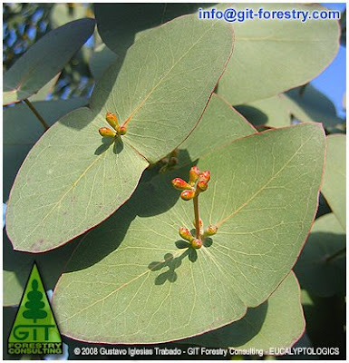 Spinning Gum, Eucalyptus perrininana flowering in Galicia, cold hardy ornamental eucalypt for cold temperate gardens / Eucalipto giratorio en floracion en Galicia, eucalipto resistente a las heladas para jardines atlanticos / Gustavo Iglesias Trabado / GIT Forestry Consulting, Consultoría y Servicios de Ingeniería Agroforestal, Lugo, Galicia, España, Spain / Eucalyptologics: Information Resources on Eucalyptus Cultivation Worldwide / Eucaliptologics: Recursos de Informacion sobre el Cultivo del Eucalipto en el Mundo