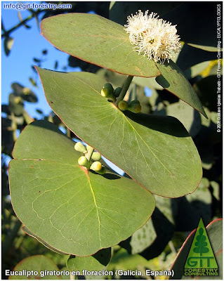 Spinning Gum, Eucalyptus perrininana flowering in Galicia, cold hardy ornamental eucalypt for cold temperate gardens / Eucalipto giratorio en floracion en Galicia, eucalipto resistente a las heladas para jardines atlanticos / Gustavo Iglesias Trabado / GIT Forestry Consulting, Consultoría y Servicios de Ingeniería Agroforestal, Lugo, Galicia, España, Spain / Eucalyptologics: Information Resources on Eucalyptus Cultivation Worldwide / Eucaliptologics: Recursos de Informacion sobre el Cultivo del Eucalipto en el Mundo