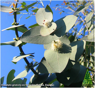 Spinning Gum, Eucalyptus perrininana flowering in Galicia, cold hardy ornamental eucalypt for cold temperate gardens / Eucalipto giratorio en floracion en Galicia, eucalipto resistente a las heladas para jardines atlanticos / Gustavo Iglesias Trabado / GIT Forestry Consulting, Consultoría y Servicios de Ingeniería Agroforestal, Lugo, Galicia, España, Spain / Eucalyptologics: Information Resources on Eucalyptus Cultivation Worldwide / Eucaliptologics: Recursos de Informacion sobre el Cultivo del Eucalipto en el Mundo