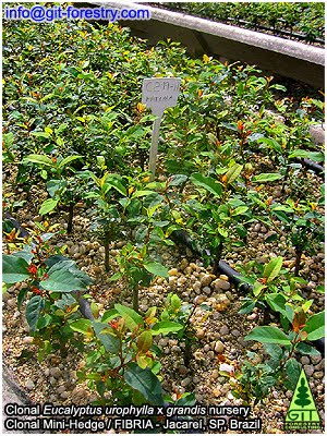 Rooting Eucalyptus cuttings at FIBRIA Jacarei Eucalyptus urograndis clonal nursery, Sao Paulo, Brazil / Enraizado de esquejes de eucalipto en el vivero clonal de Eucalyptus urograndis de FIBRIA en Jacarei, Sao Paulo, Brasil / Gustavo Iglesias Trabado, Roberto Carballeira Tenreiro and Javier Folgueira Lozano / GIT Forestry Consulting SL, Consultoría y Servicios de Ingeniería Agroforestal, Lugo, Galicia, España, Spain / Eucalyptologics, information resources on Eucalyptus cultivation around the world / Eucalyptologics, recursos de informacion sobre el cultivo del eucalipto en el mundo