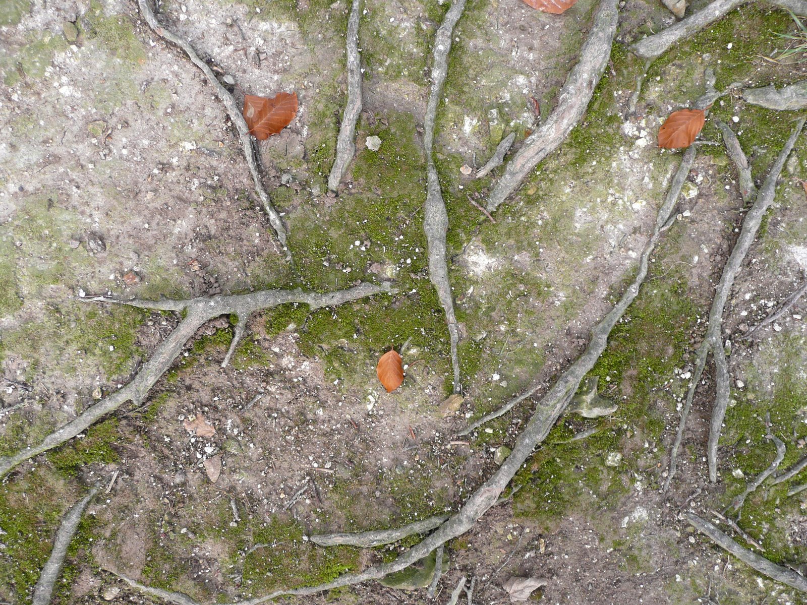 [Danebury+Ring+15th+November+2008+001.jpg]