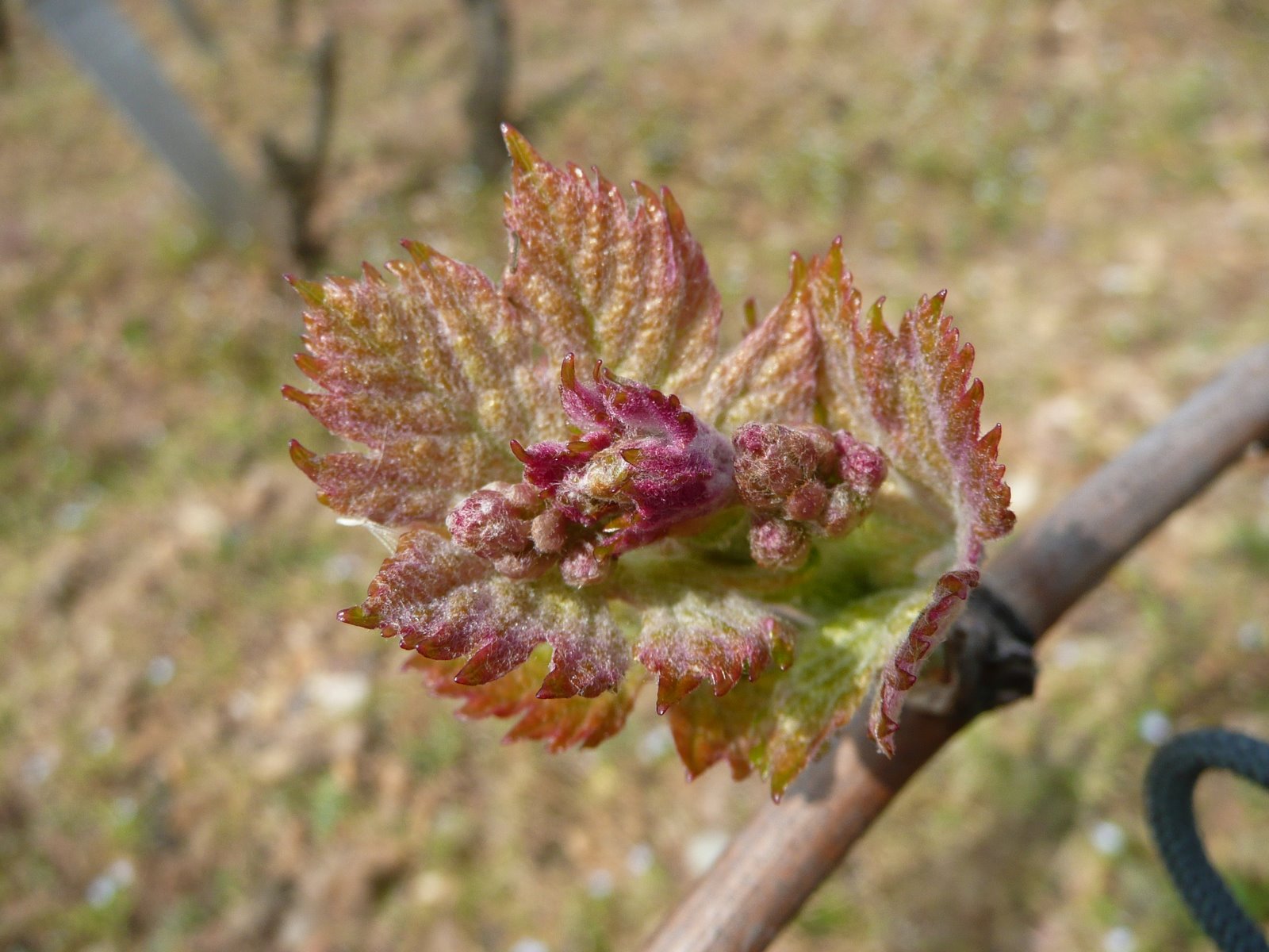 [Bordeaux+2009+-+Day+3+023.jpg]