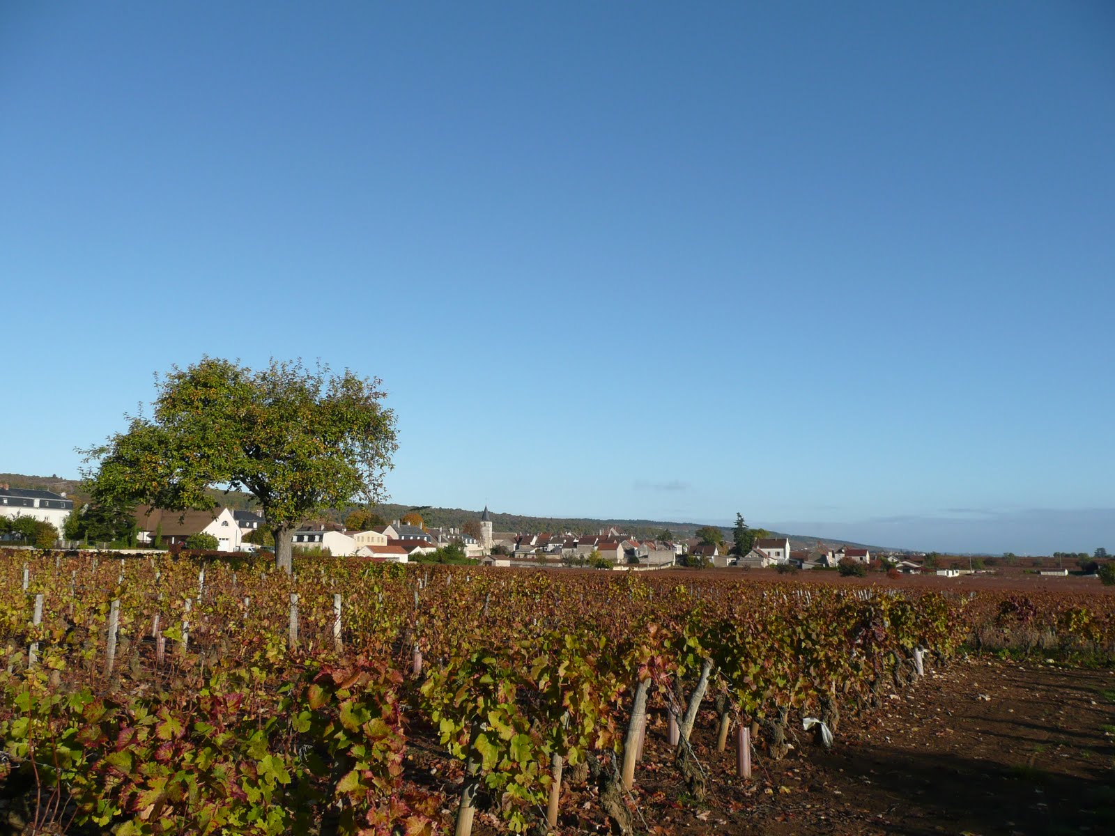 [Burgundy+26th+Oct+2009+morning+002.jpg]