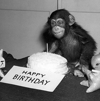 [Happy-Birthday-Chimp-Note-Card-C11765288.jpeg]