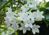 Estephanotis