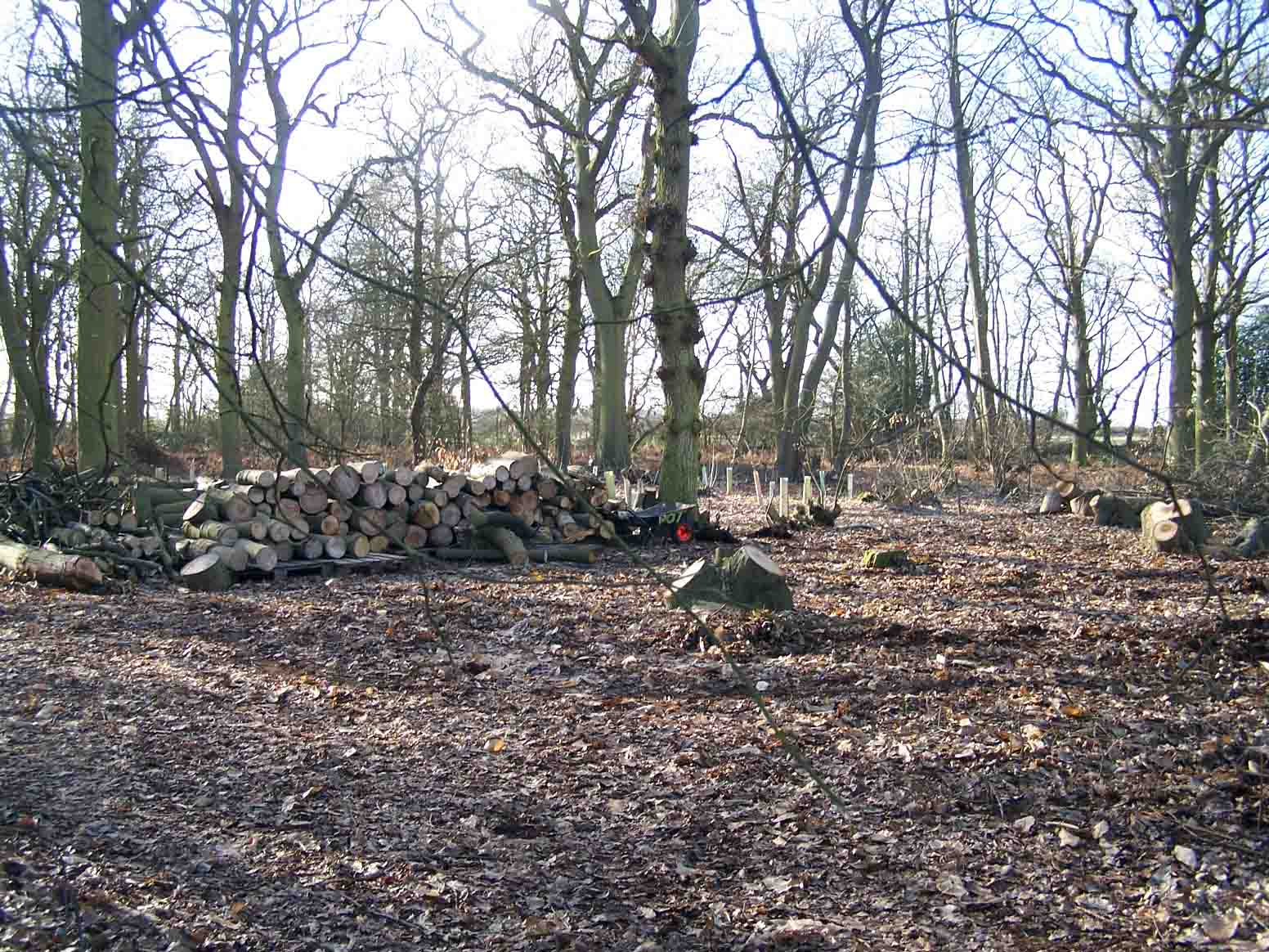 coppice with standards