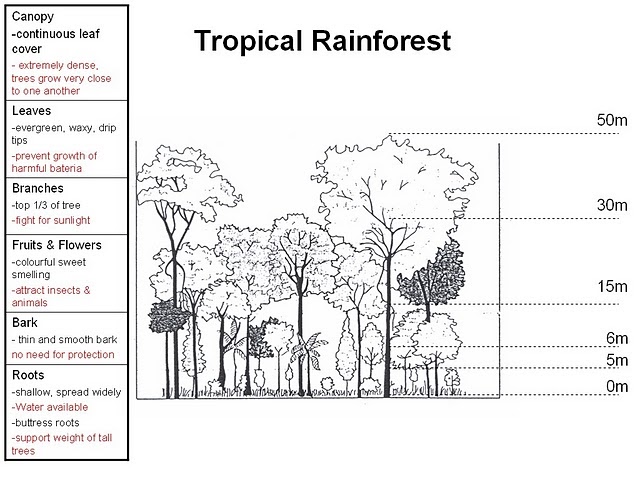Elective Geography eRefections by Ruth Lim 3R2: Natural Vegetation