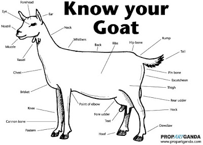 Oh, the places we go(at).....: Getting to know your goat.... diagram of goat 