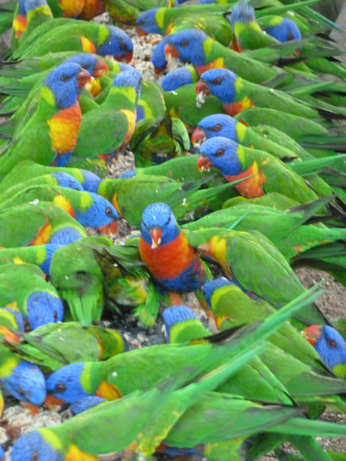 Lene's Adventures: Magnetic Island Wildlife