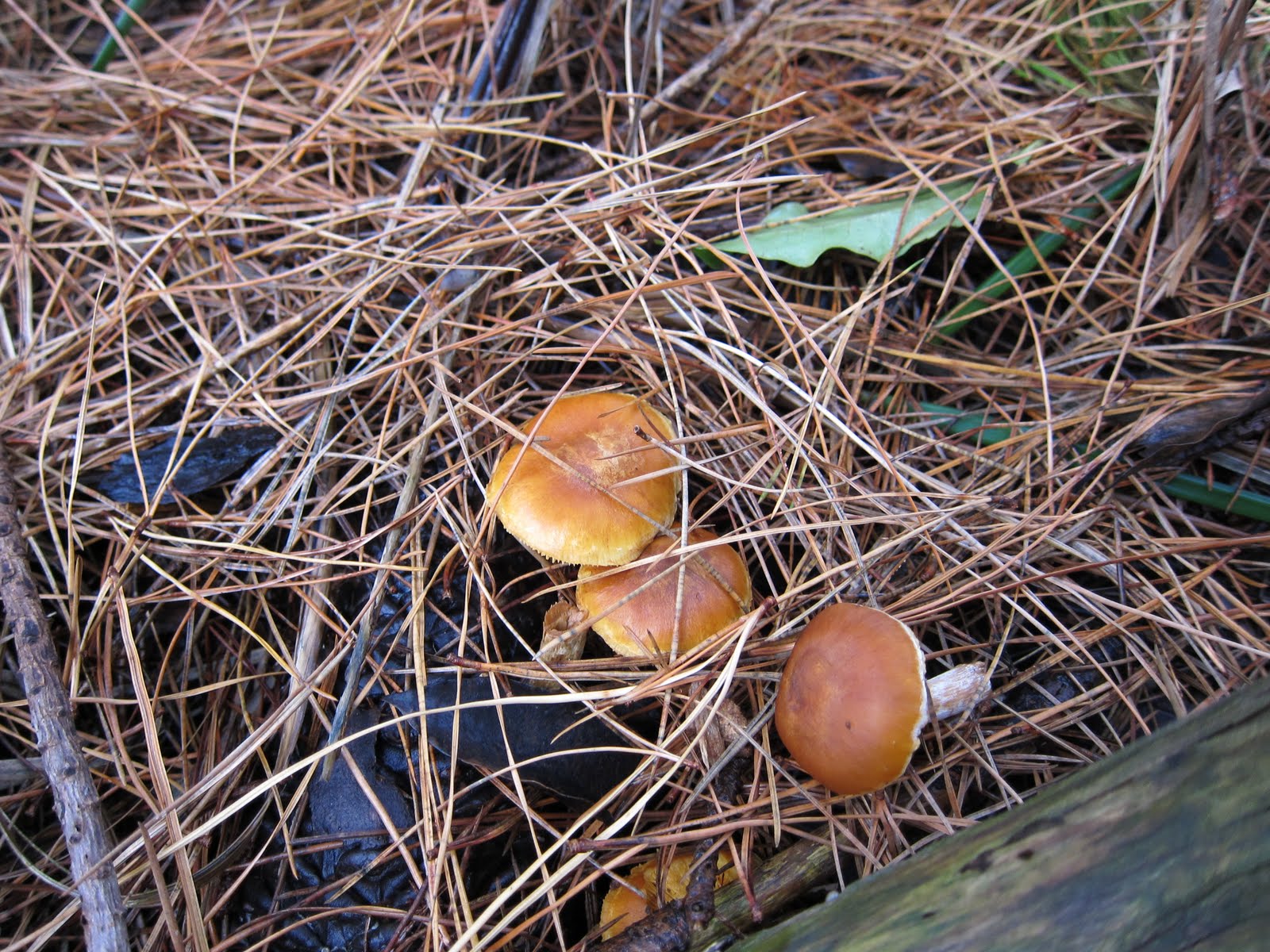 ID of Australian Mushrooms (Victoria) Mushroom Hunting and