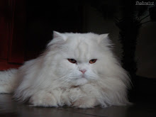 Sonhos a concretizar: ter um gato persa, uma Bimby e escrever um livro (ou acabar o já começado)