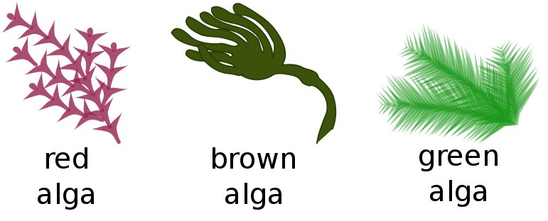 ¿Sabeis si pueden comer Algas? Soylent+grain