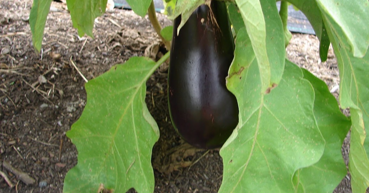 One Love Farm Italian Eggplant