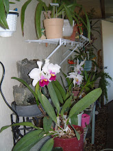 We are a lot about Orchids here !