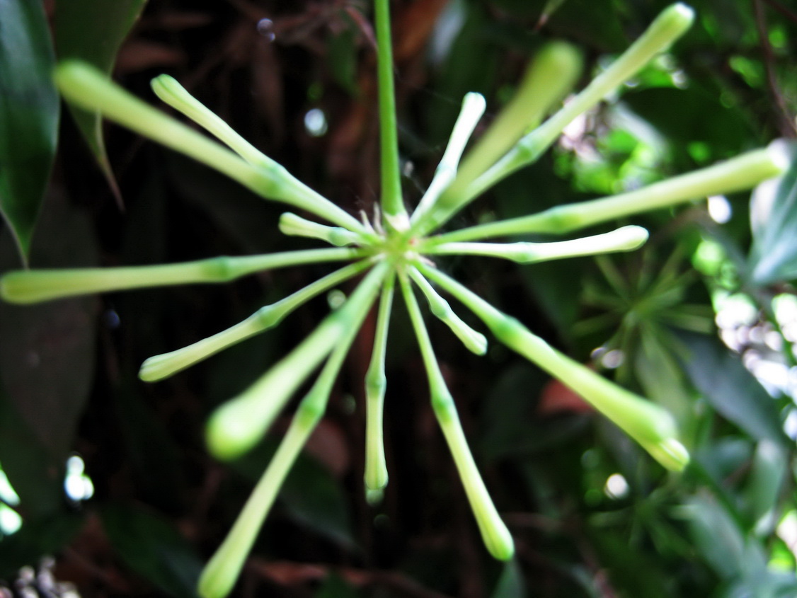 bamboo with flowers