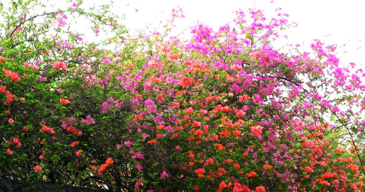 Flowers around the Airport