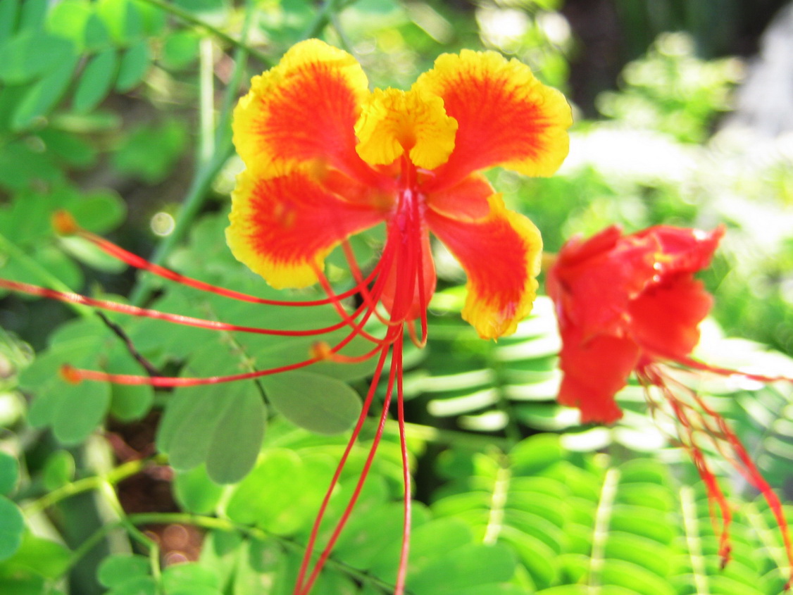 Peacock Flowers