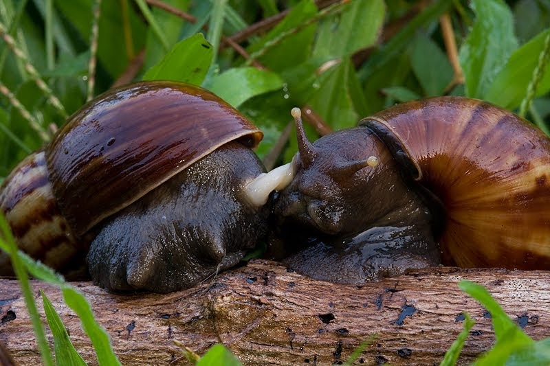 Nature Photography Other Bugs & Insects Snail Mating