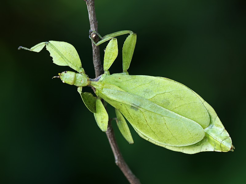 Nature Photography - Other Bugs & Insects: Leaf Insect (Phyllium sp.)