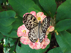 The Butterfly Museum